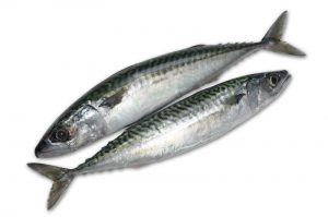 Seafood: Frozen Mackerel from China