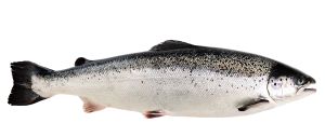 Seafood: Frozen Salmon from Norway